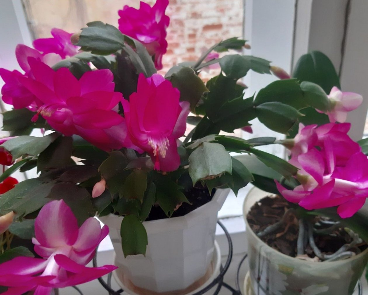 Делаю одно крутящее движение пальцами — и декабрист стал пышным, ярким, бесконечно цветущим ИА StavropolMedia.ru