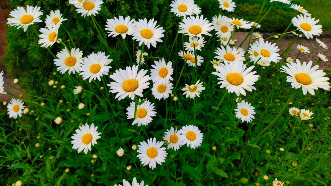 Ромашка Автора