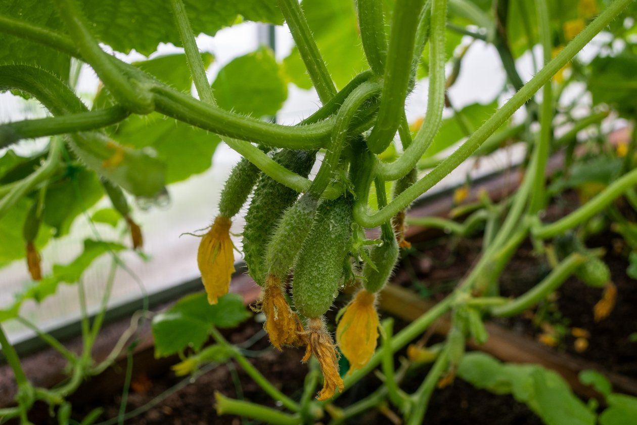 Огурцы pxhere.com