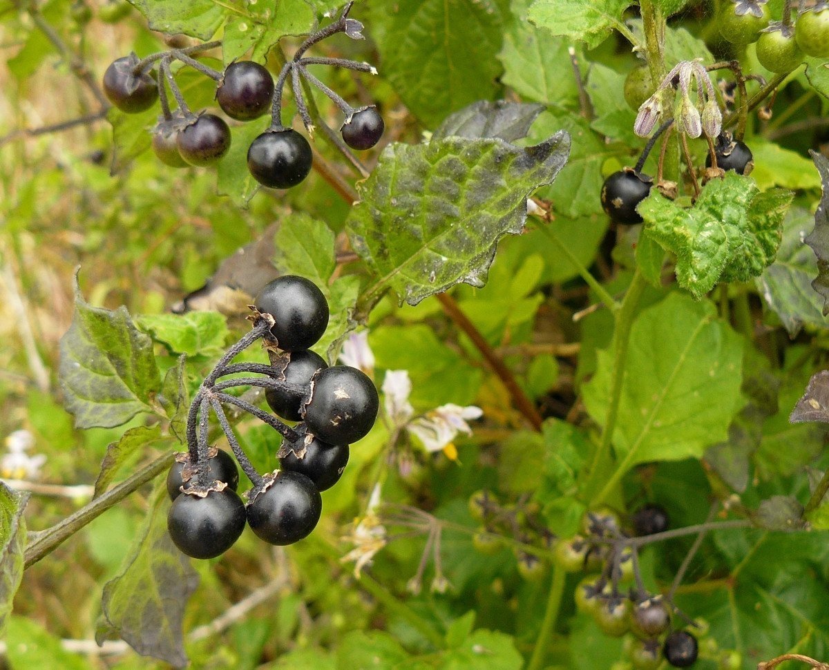 Тематическое фото Pxhere.com