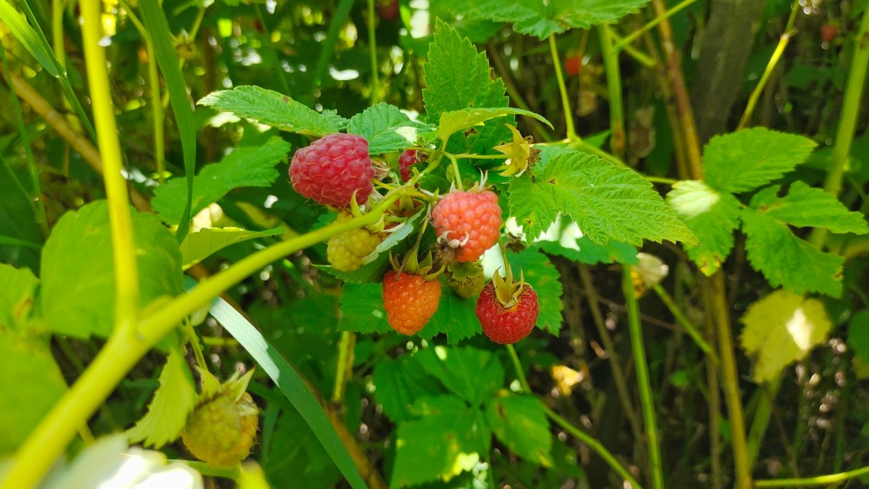 Малина Автора