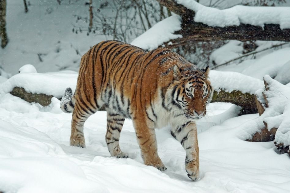 Тематическое фото https://pxhere.com/ru