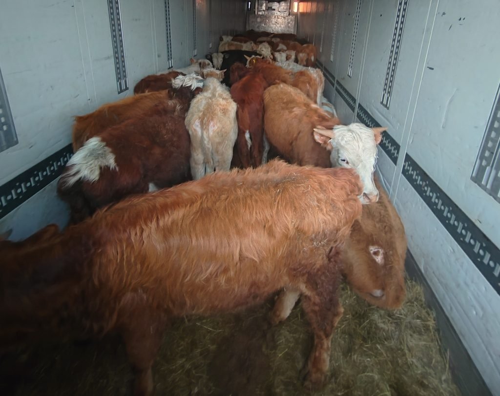 Незаконную перевозку 132 голов скота и 720 кг мяса предотвратили в Слюдянском районе Пресс-служба Управления Россельхознадзора по Иркутской области и Республике Бурятия