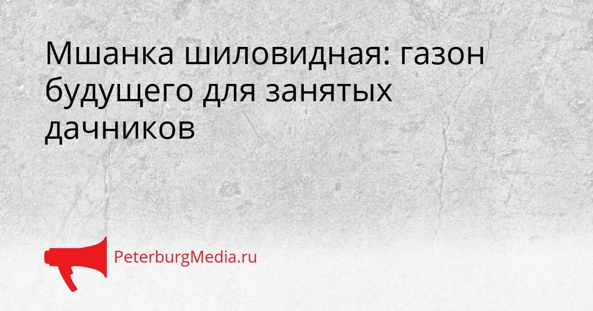 Мшанка шиловидная: газон будущего для занятых дачников Сгенерировано