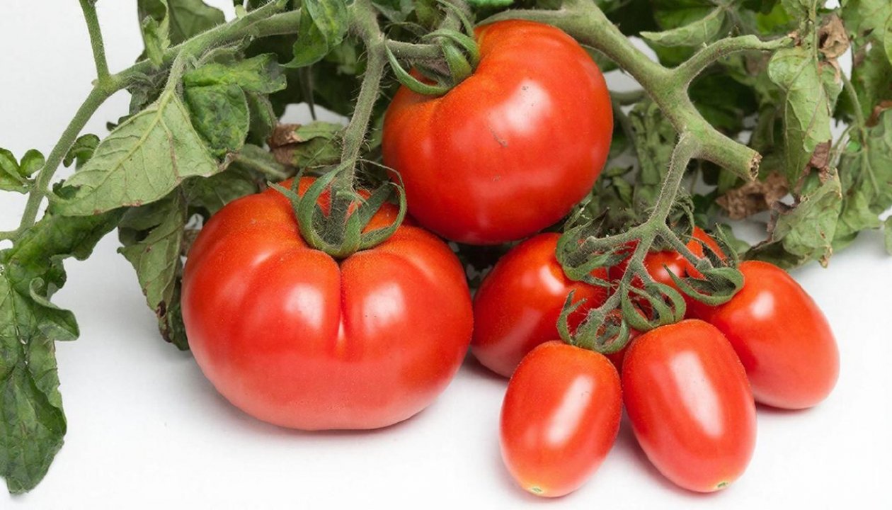 Изображение GigaChat (18+)