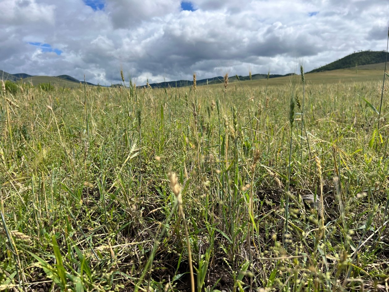 Страховка урожая в Бурятии станет дешевле и проще Минсельхоз Бурятии