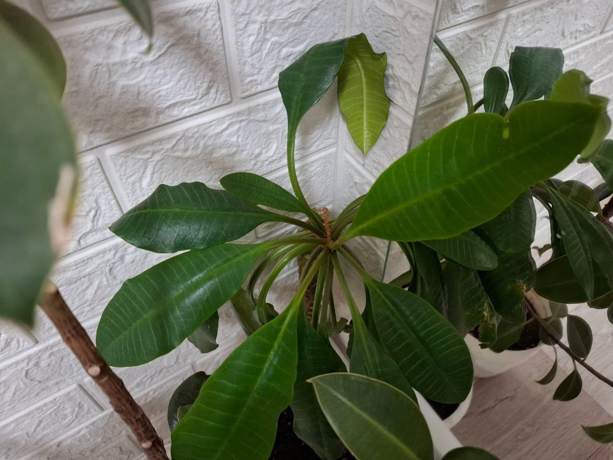 Фикус был похож на облезлый веник: делаю как японцы — и он превратился в пышный, изумрудный шар ИА KrasnodarMedia.ru