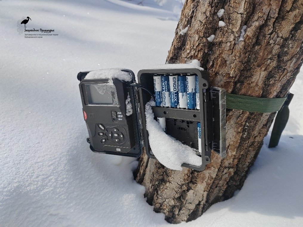 Зверское любопытство привело к новым открытиям в мире дикой природы Хабаровского края ФГБУ &quotЗаповедное Приамурье&quot