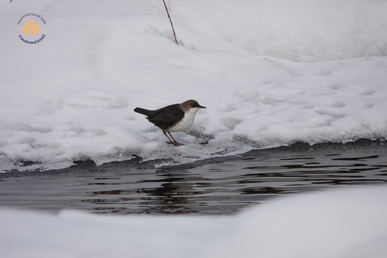 В Бурятии поведали об оляпке, которая не боится ни морозов, ни ледяной воды Тункинский нацпарк