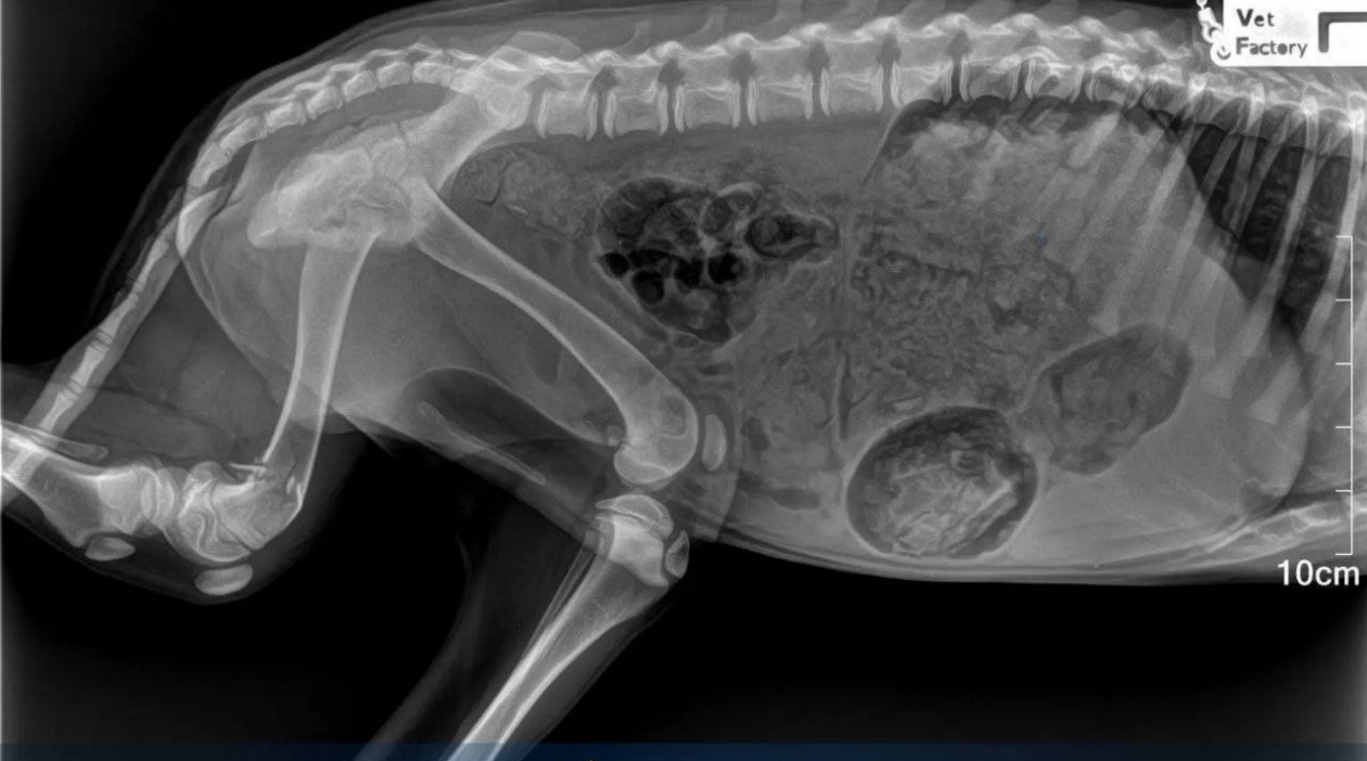 Собаку сбросили с пятого этажа в Лесозаводске Пресс-служба прокуратуры Приморского края