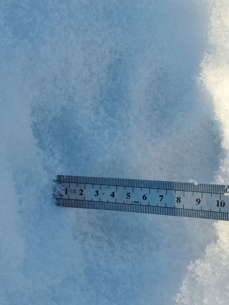 Отпечатки лап действительно очень крупные, но оставила их не краснокнижная кошка телеграм-канал &quotХинганский заповедник&quot (18+)