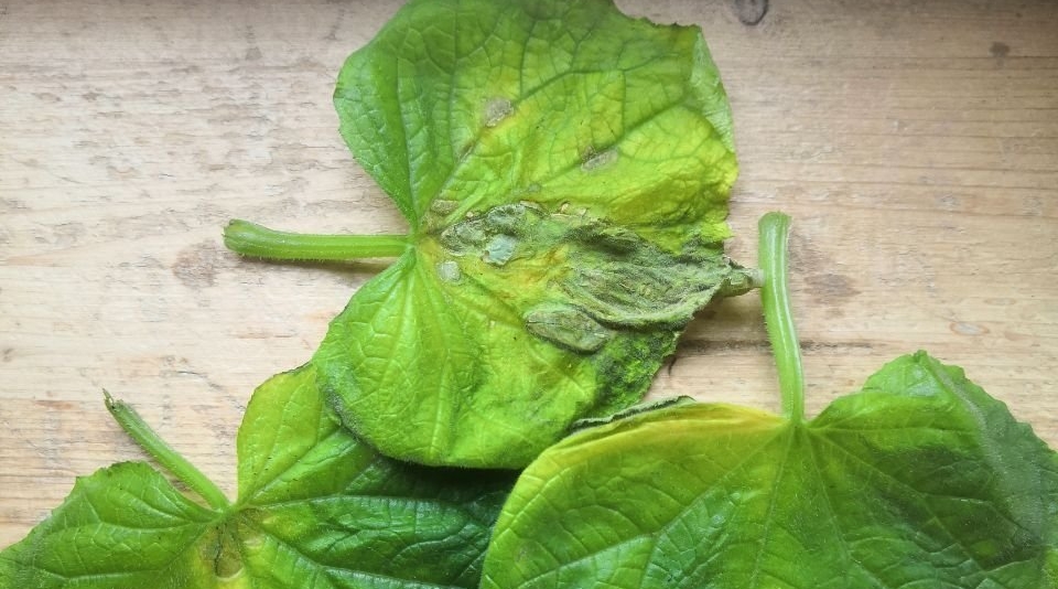 Тематическое фото Автор канала