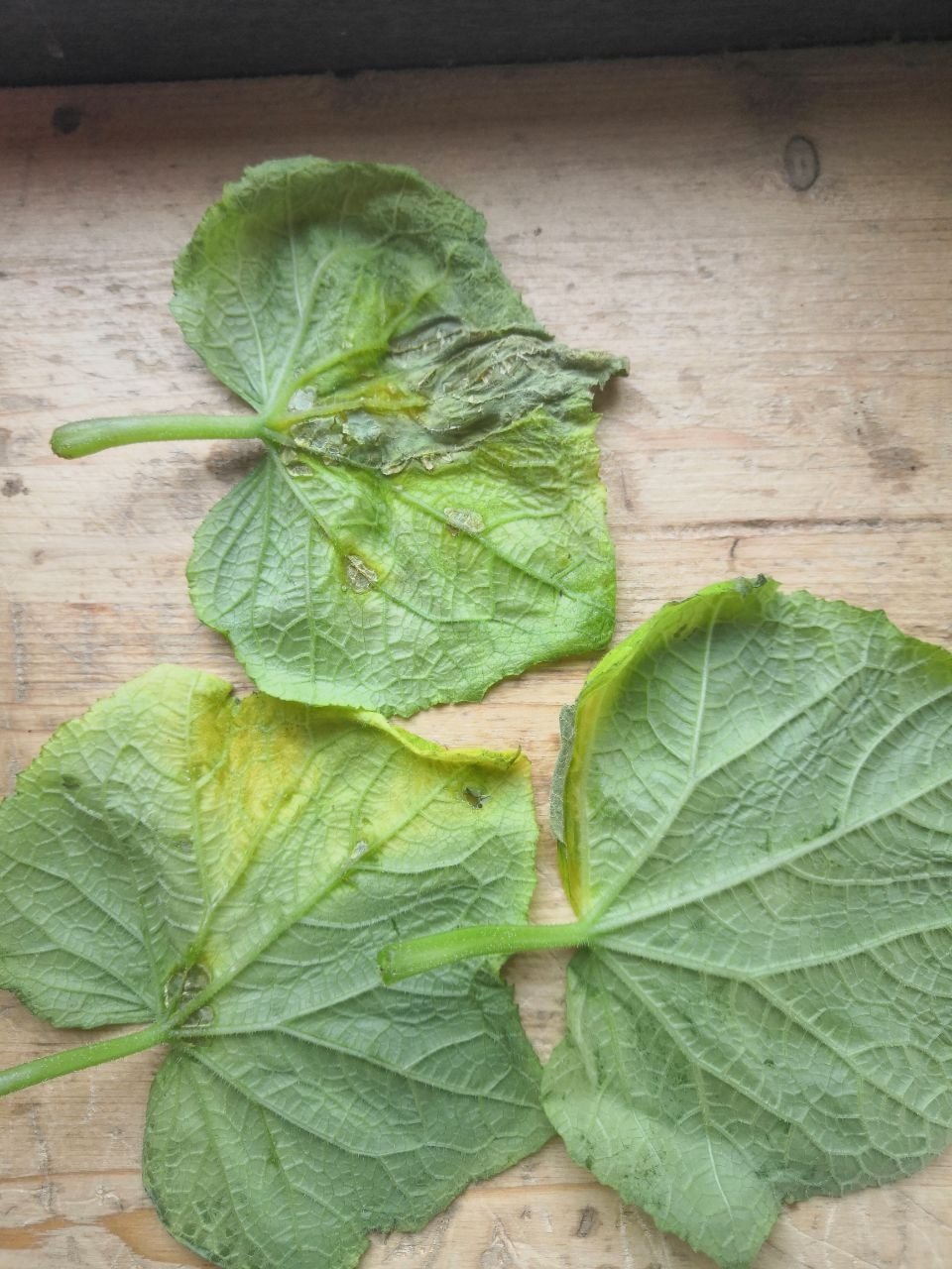 Автор канала