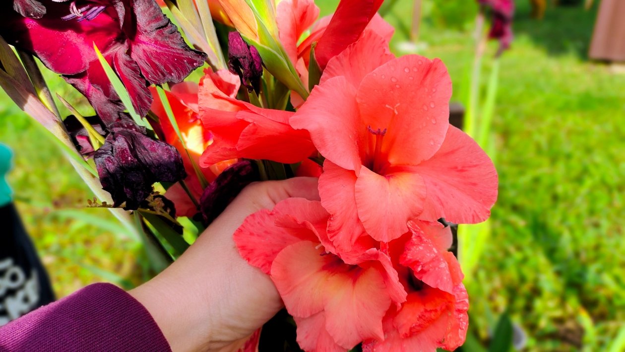 Гладиолус Автора