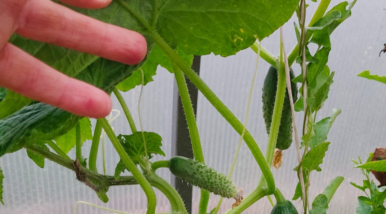 Огурцы Автора