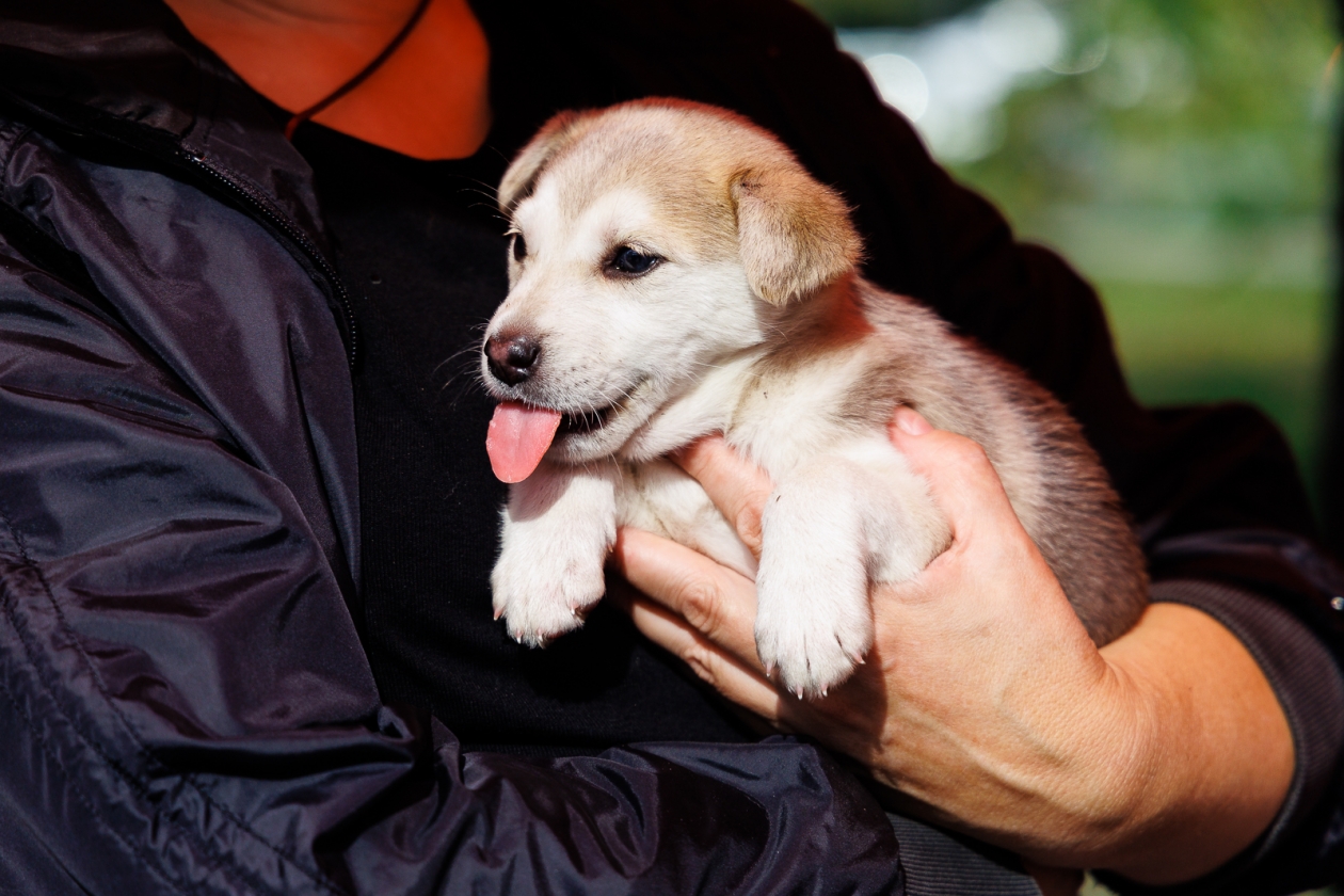 От Жучки до Пушкина: какие клички выбирали москвичи для своих собак в 2025 году Евгений Кулешов, ИА PrimaMedia
