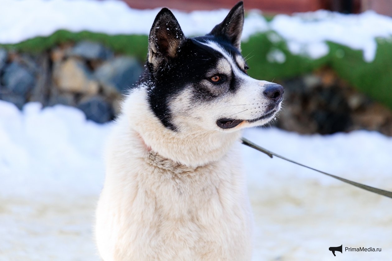 Евгений Кулешов, ИА PrimaMedia.ru