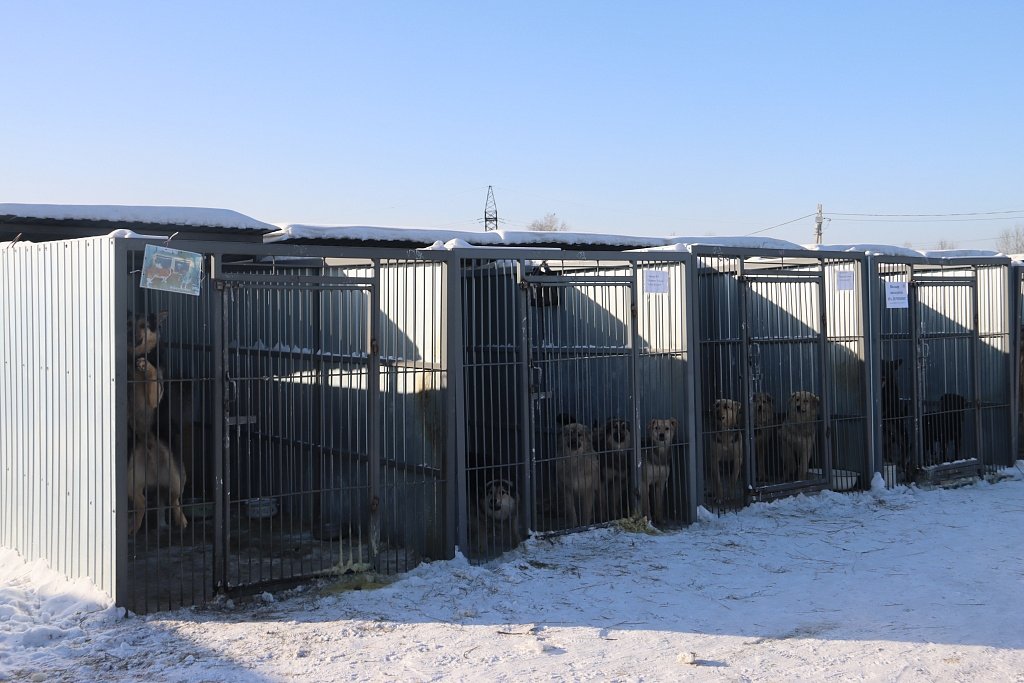 Приют &quotДобрый пёс&quot Пресс-служба администрации Хабаровска