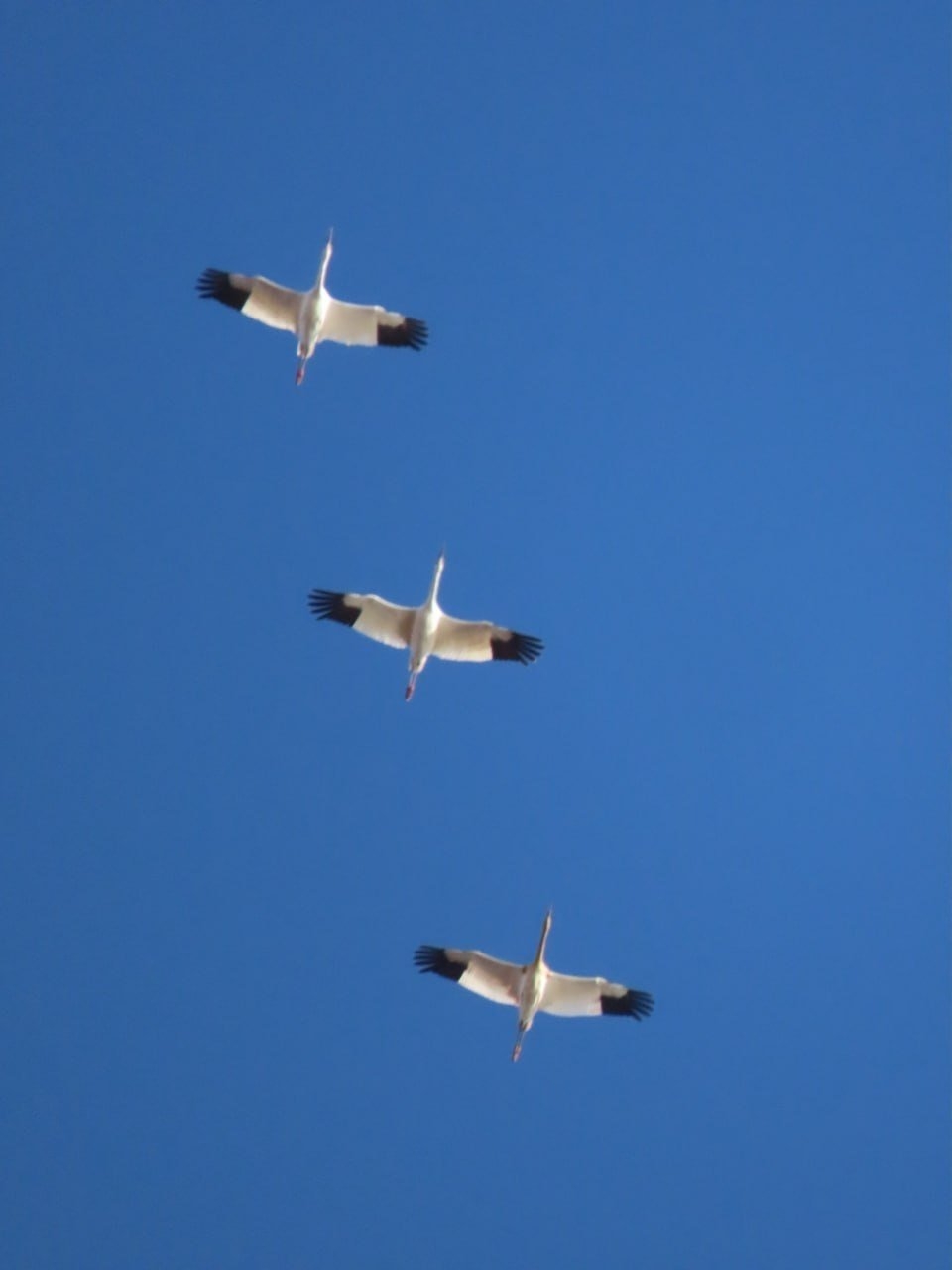 Место спасения стершонка Удьуор в Якутии изучат в рамках проекта &quotПолет стерха&quot Наталья Сафонова, лаборант- исследователь ИБПК СО РАН