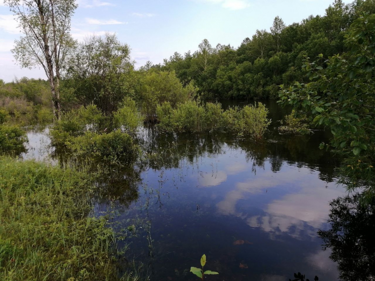 Выход воды на пойму Анета  Абрамченко, ИА ChitaMedia