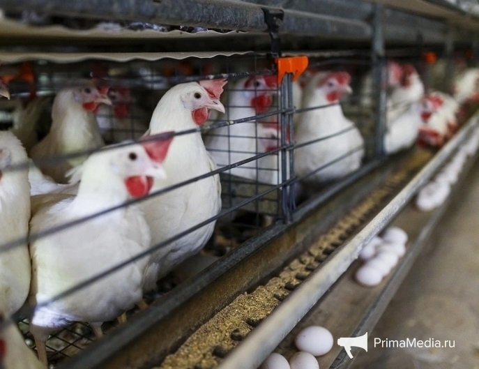 Несушки на птицефабрике ИА PrimaMedia