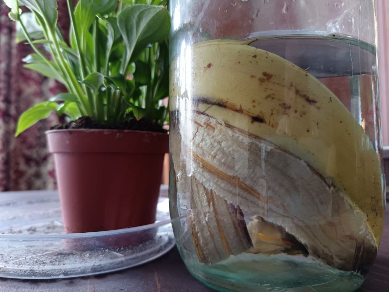 Не в ведро, а в банку: кожуру от банана заливаю водой - мощный стимулятор для цветущих и не цветущих ИА SevastopolMedia.ru