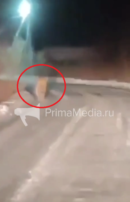 Скриншот из видео Видео очевидцев из telegram - канала primamedia