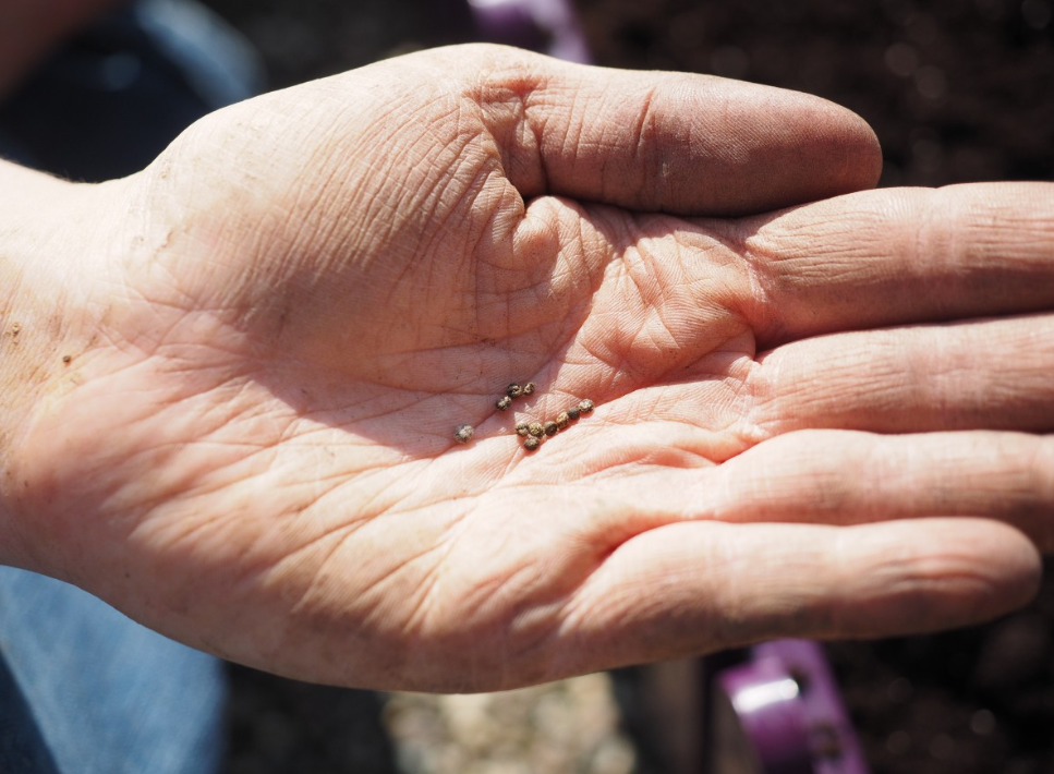 Тематическое фото pxhere.com