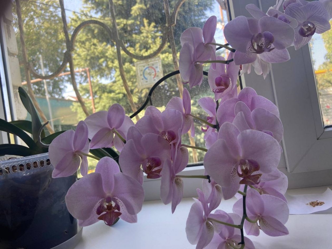 В отопительный сезон орхидее - срочно: палка дубовая, листья зеленые, бутоны пышные - схема полива ИА SevastopolMedia