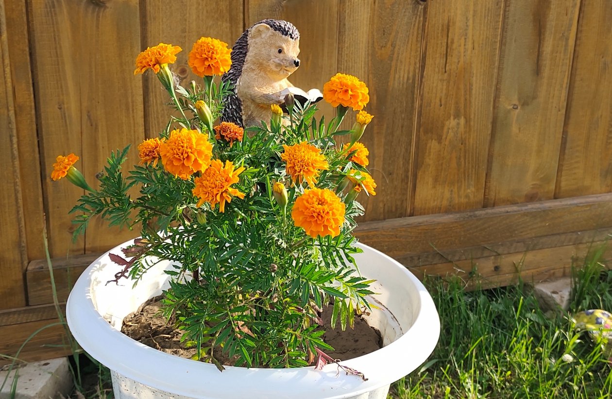 Бархатцы Автора