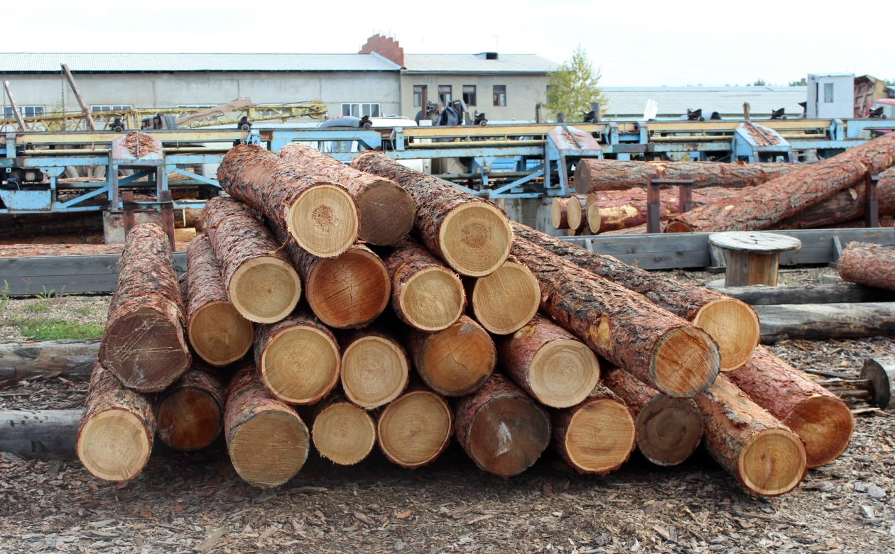 Ветеранам СВО планируют предоставить право на покупку древесины в первую очередь Наталия Раткевич, ИА IrkutskMedia
