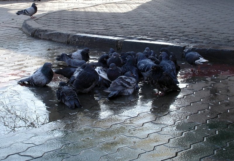 До +17 градусов обещают в Краснодарском крае накануне новой волны морозов Виталий Гречанюк