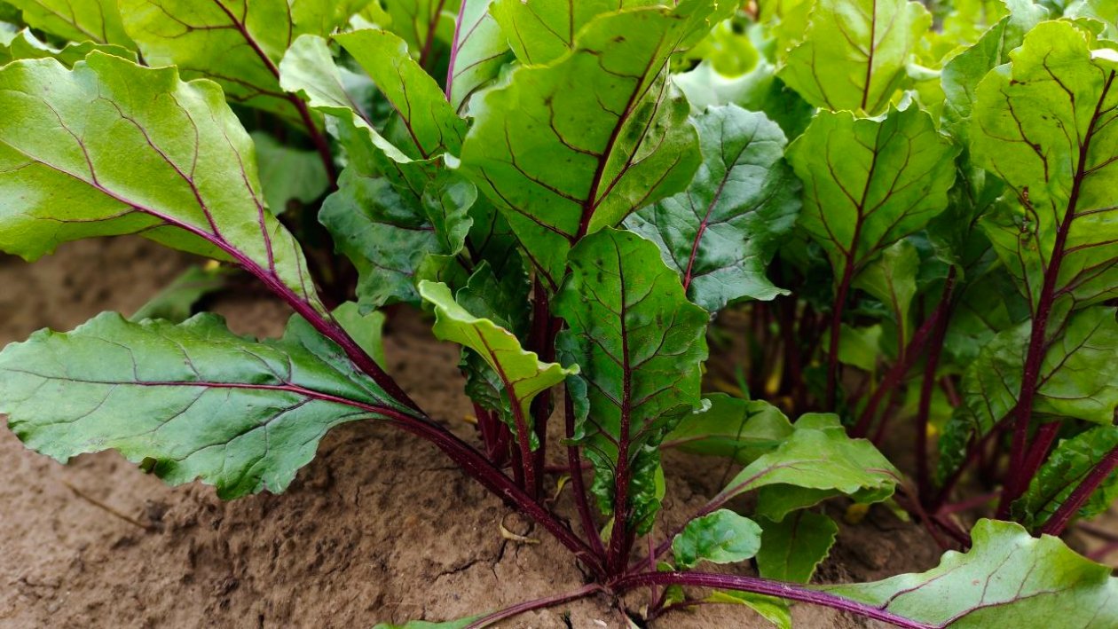 Свекла Автора