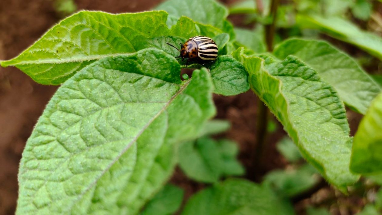 Колорадский жук Автора