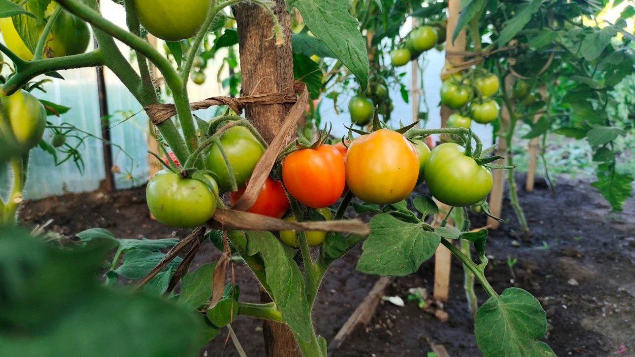 Томаты Автора