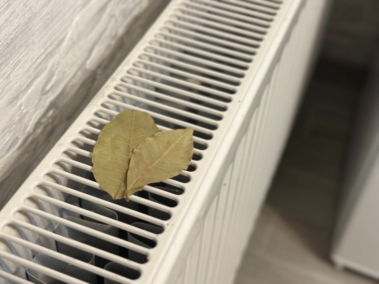 В февральский холод кладу лист лаврушки под батарею: вот как влияет на быт - близкие оценят ИА Stavropol.Media