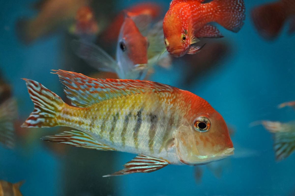 Геофагус красноголовый Пресс-служба Приморского океанариума