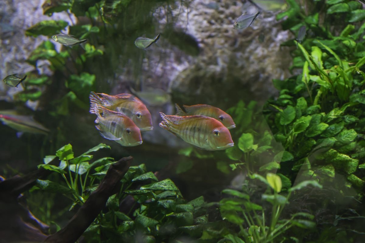 Пресс-служба Приморского океанариума