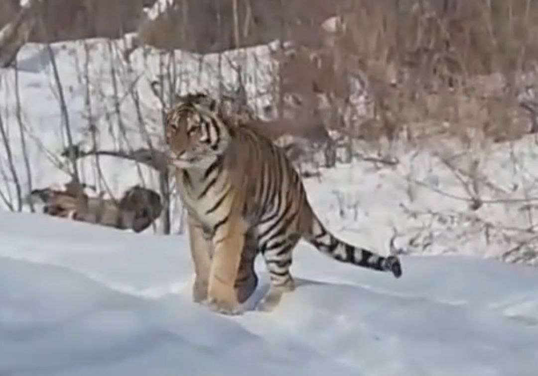 Тот самый тигр тг-канал (18+) Центра &quotАмурский тигр&quot