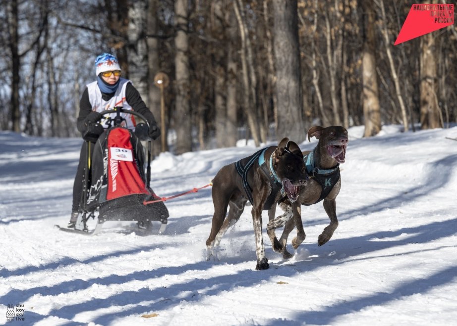 Гонка на собачьих упряжках &quotАмурская метель 2026&quot пройдет в Хабаровском крае Федерация ездового спорта