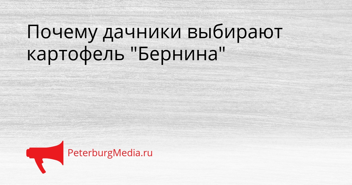 Почему дачники выбирают картофель &quotБернина&quot Сгенерировано