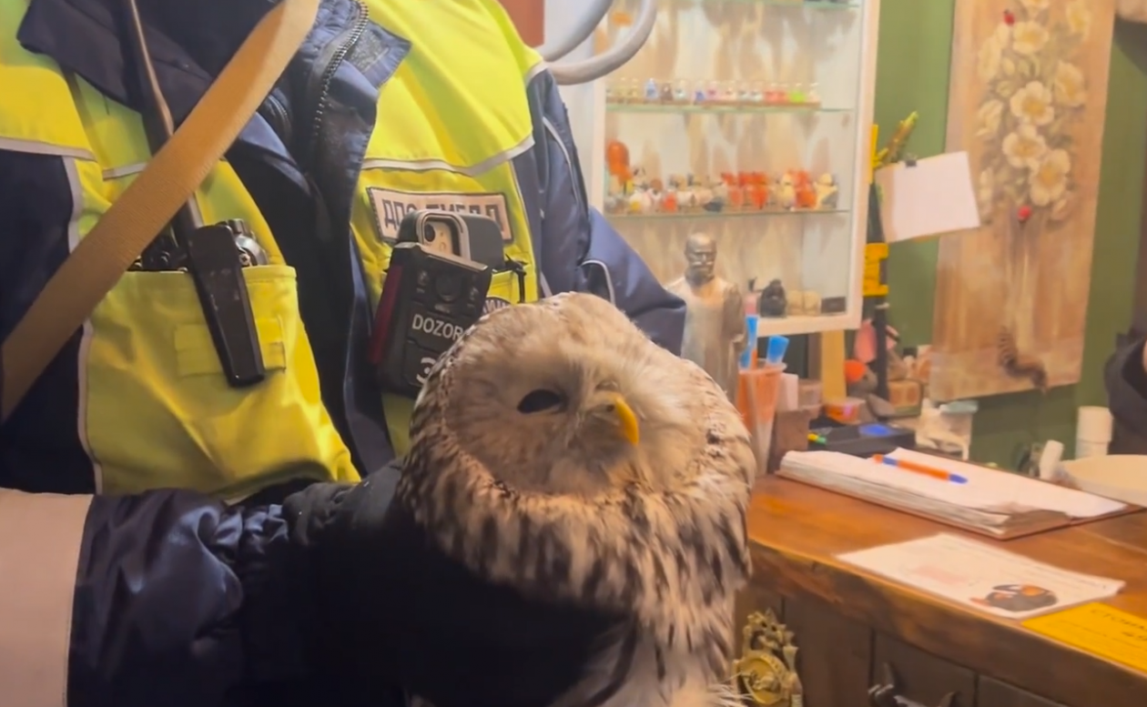 Спасенная сова МВД по Иркутской области