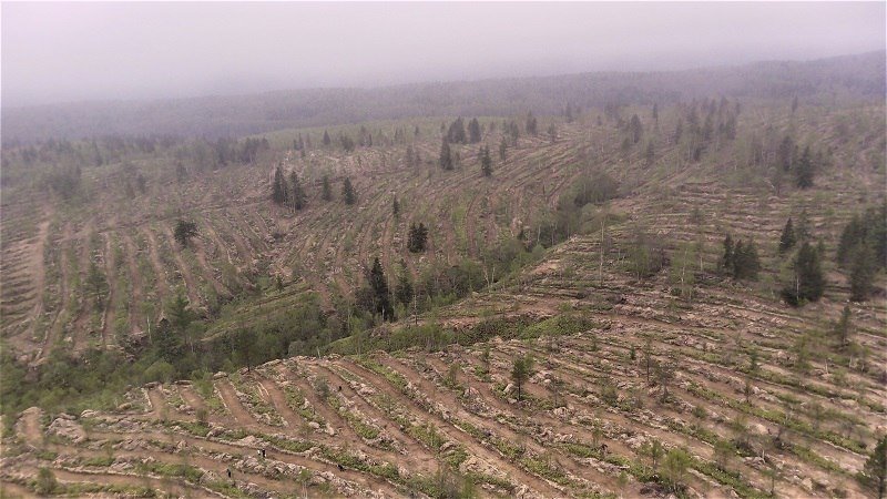 Лесовосстановление пресс-служба агентства лесного и охотничьего хозяйства Сахалинской области