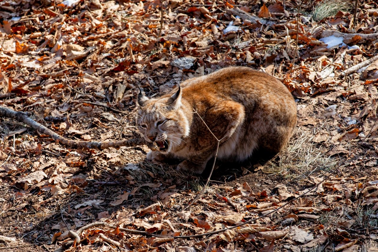 лес, дикие животные, сафари парк, природа, рысь Мария Смитюк, ИА PrimaMedia.ru