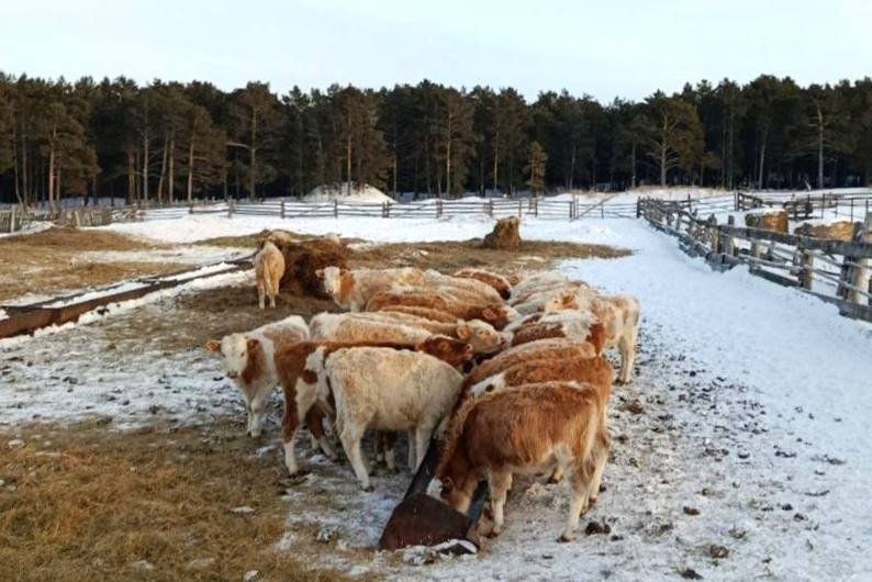 Москвич возрождает молочную ферму в бурятском селе Минсельхоз Бурятии