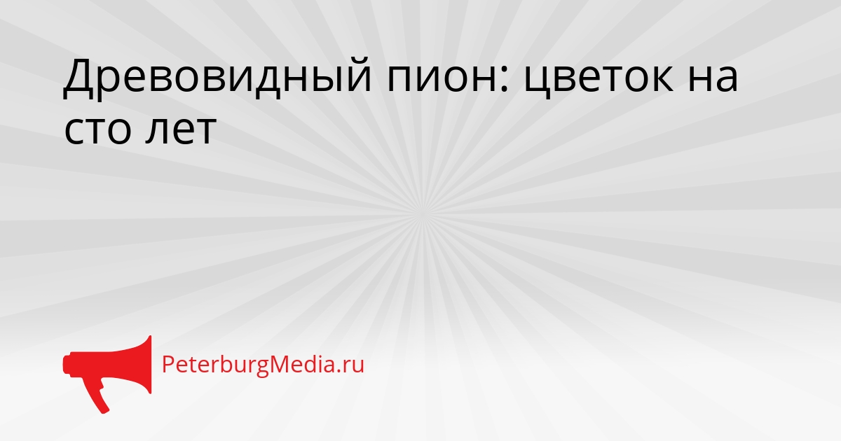 Древовидный пион: цветок на сто лет Сгенерировано