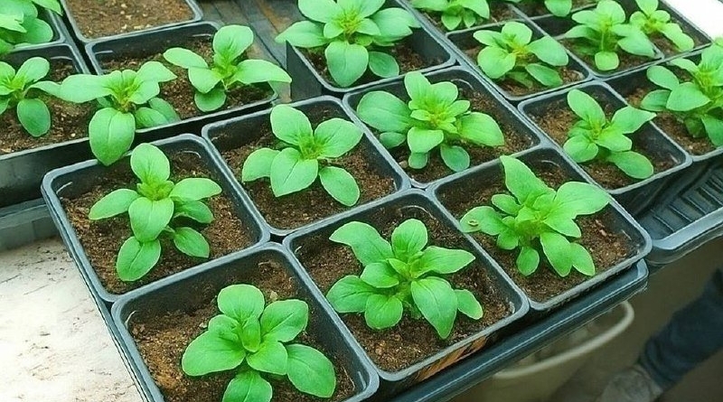 Тематическое фото Автор канала