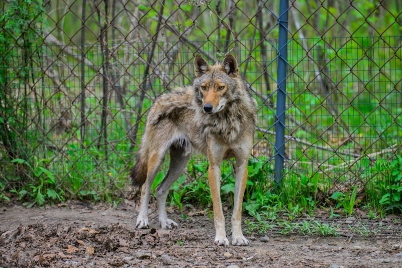 Волчью стаю обнаружили на территории кубанского заповедника Утриш Валерия Кузора