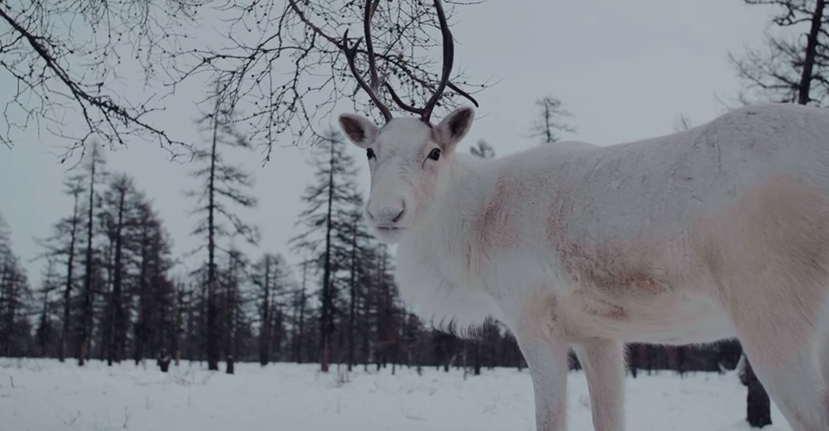 Олень Кадр из видео