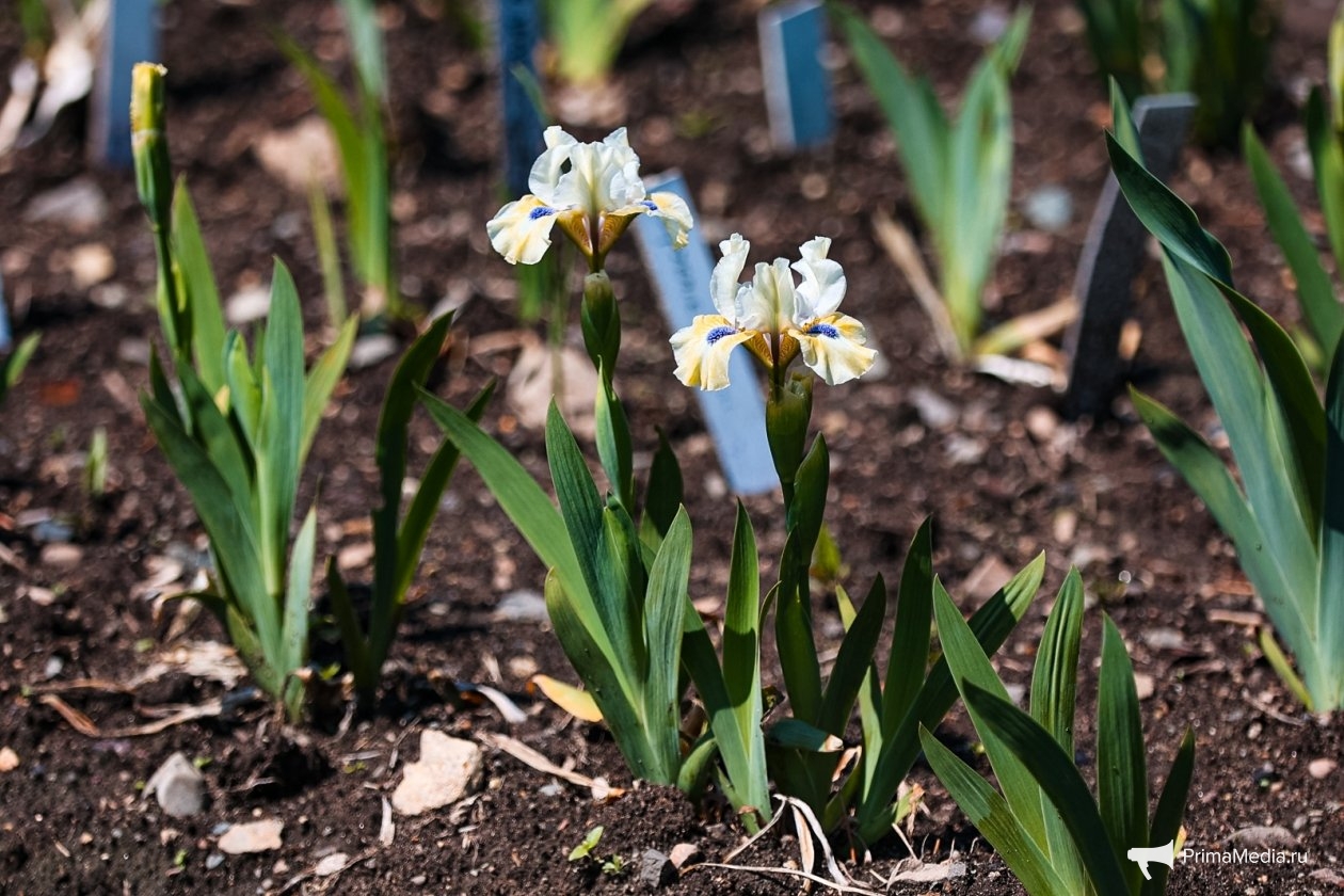 Май Илья Аверьянов, ИА PrimaMedia